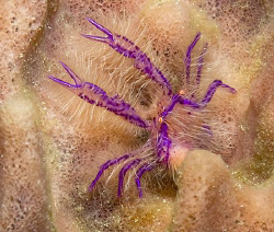 Squat Hairy Lobster on a barrel sponge in Anilao, Philipp... by Jim Chambers 